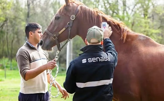 Encefalitis Equina: Situación Epidemiológica Y Un Sistema Integrado De ...